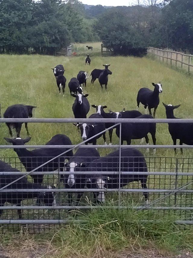 Preview of the first image of Pedigree registered shearling Zwartbles ewe's and rams.