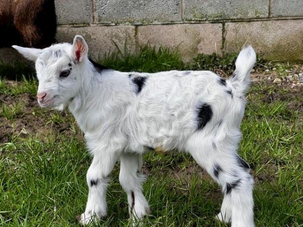 Image 2 of Registered Male Dwarf Dairy Goat Kids like Nigerian Dwarf