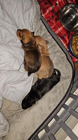 Image 9 of Gorgeous Miniature Dachshund Puppies
