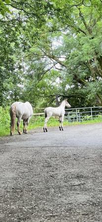 Image 1 of Spanish Spotted Saddle Horse 2024 foal