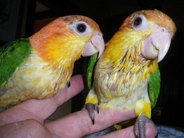 Image 2 of 2022/23 Green Thighed Caiques, homebred and parent reared
