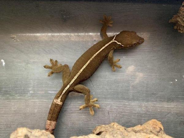 Image 3 of White Lined Gecko ........................