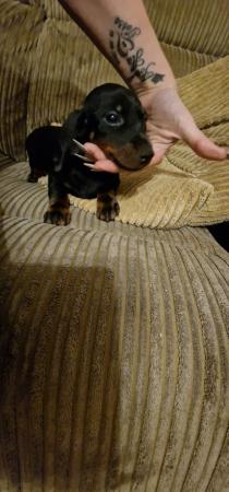 Image 1 of Miniature dachshund puppies READY TO GO!