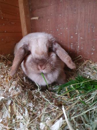 Image 4 of Spayed mini lop girl for adoption Vac rhd2