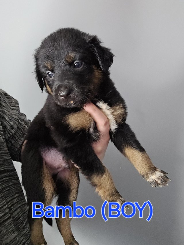 Preview of the first image of 8 week German shepard black lab border collie puppies.