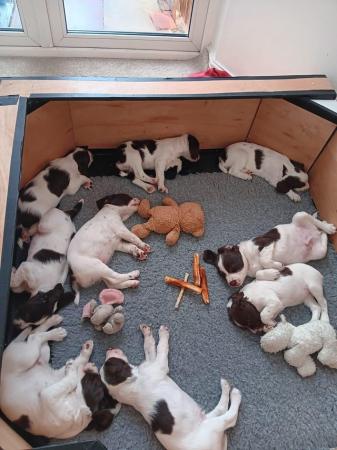 Image 3 of 8 kc registered springer spaniel puppies for sale