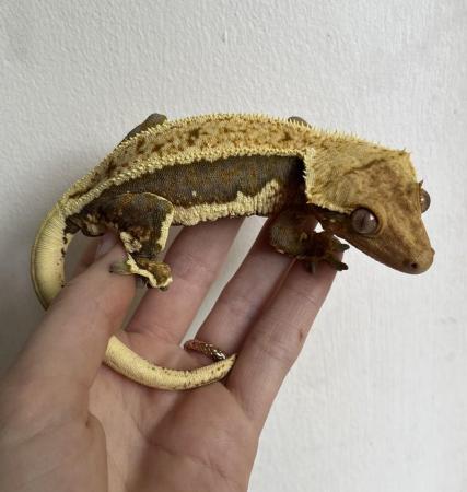 Image 3 of Friendly Hypo Lily White Crested Gecko for Sale