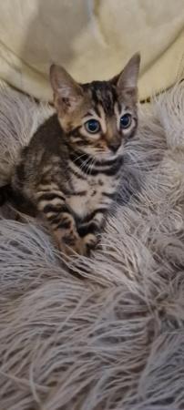 Image 7 of Last 2 DISCOUNTED PURE BENGAL KITTENS