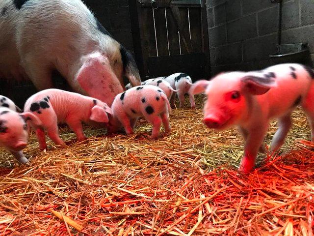 Preview of the first image of Gloucestershire Old Spots Piglets.