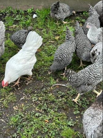 Image 2 of Barred Marans - Point of Lay Hens- Free Range