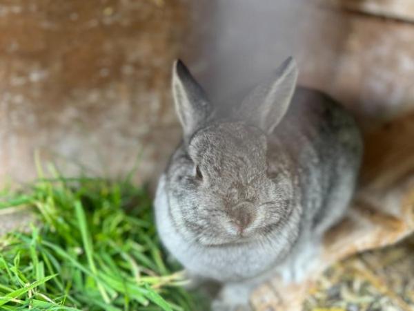 Image 1 of Friendly Female Pure Netherland Dwarf Rabbit