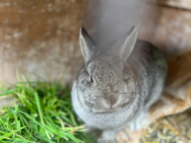Preview of the first image of Friendly Female Pure Netherland Dwarf Rabbit.