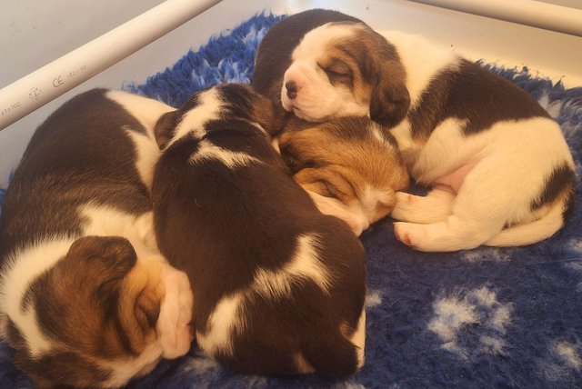 Image 7 of 2 BEAUTIFUL (KC REGISTERED) BEAGLE PUPPIES