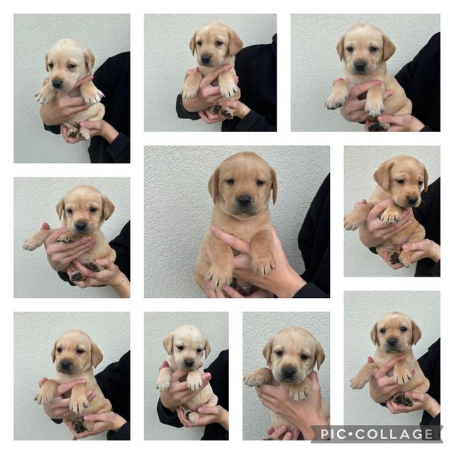 Preview of the first image of Labrador Puppies For Sale(Mobile correct now,was wrong).
