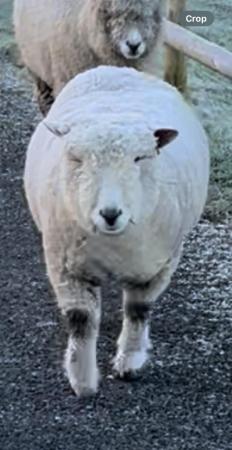 Image 1 of Registered Pedigree Ryeland Sheep