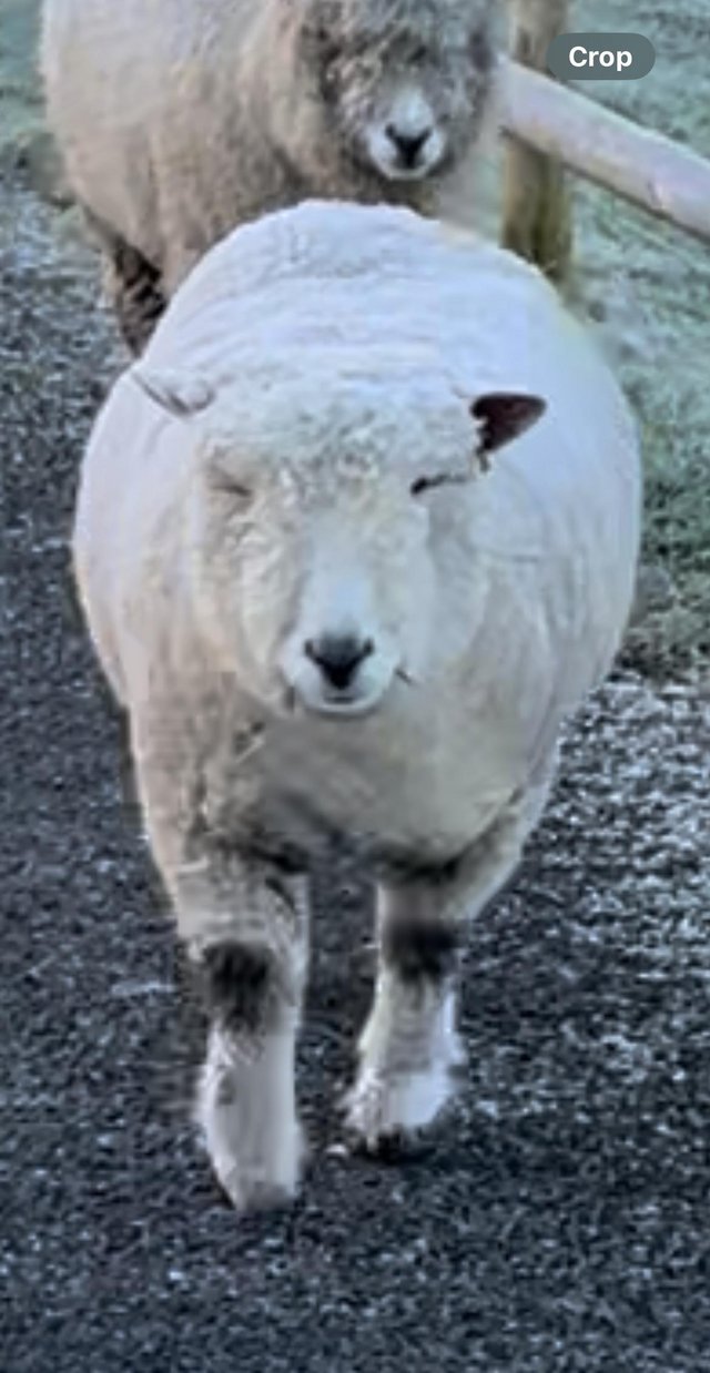 Preview of the first image of Registered Pedigree Ryeland Sheep.