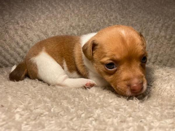 Miniature Jack Russells Puppies for sale in Ashorne, Warwickshire - Image 4