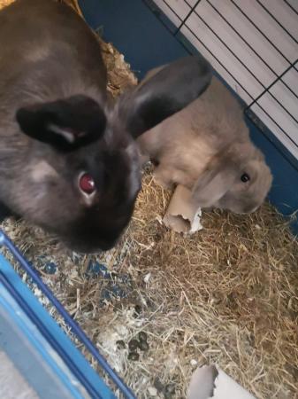 Image 3 of 13 week old lop ear rabbits