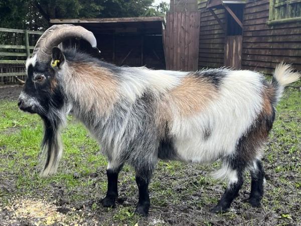 Image 1 of Breeding billy Pygmy goat for sale
