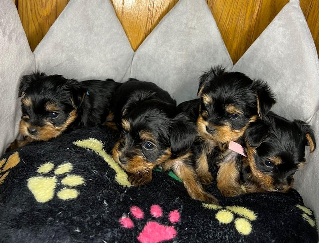 Preview of the first image of Pedigree Yorkshire Terrier puppies.