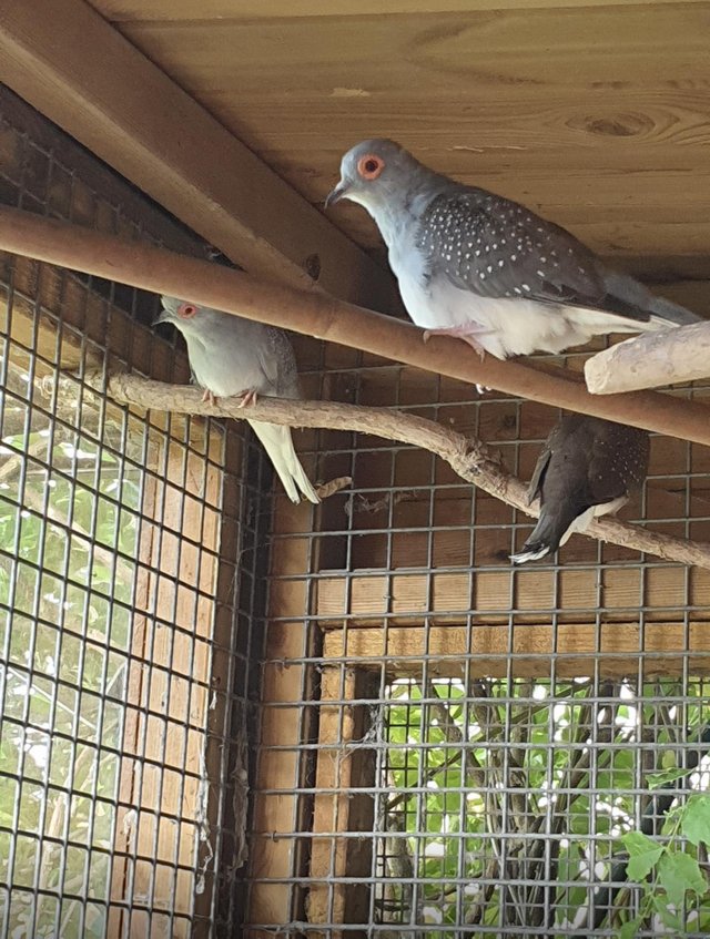 Preview of the first image of Diamond Doves For Sale aviary Bred To Good Homes.