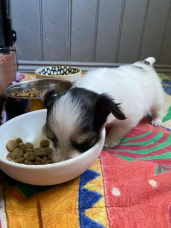 Image 6 of Gorgeous 5 gen pedigree tricoloured papillon pup for sale