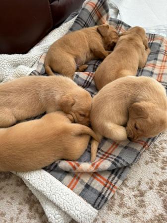 Image 2 of Labrador Puppies yellow