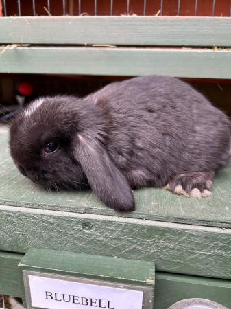 Image 8 of MINI LOP BUNNIES / 5 STAR HOMES ONLY
