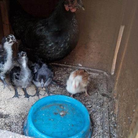 Image 3 of 5 week old chicken chicks