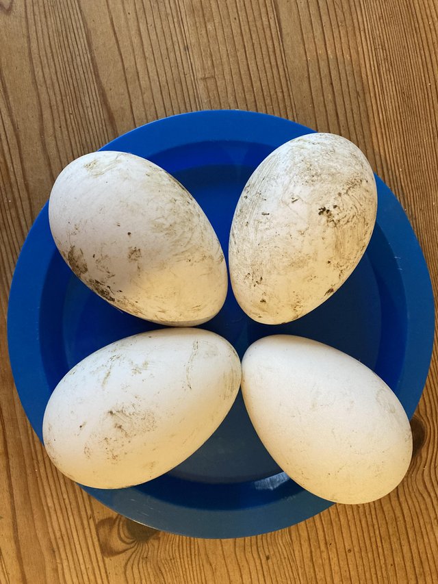 Preview of the first image of goose hatching eggs available.