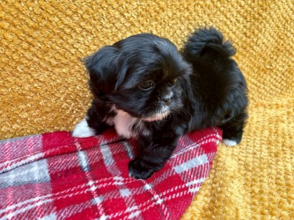 Image 4 of ABSOLUTELY ADORABLE SHIHTZU PUPPIES