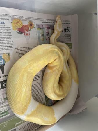 Image 1 of Royal python collection and snake racks ball python
