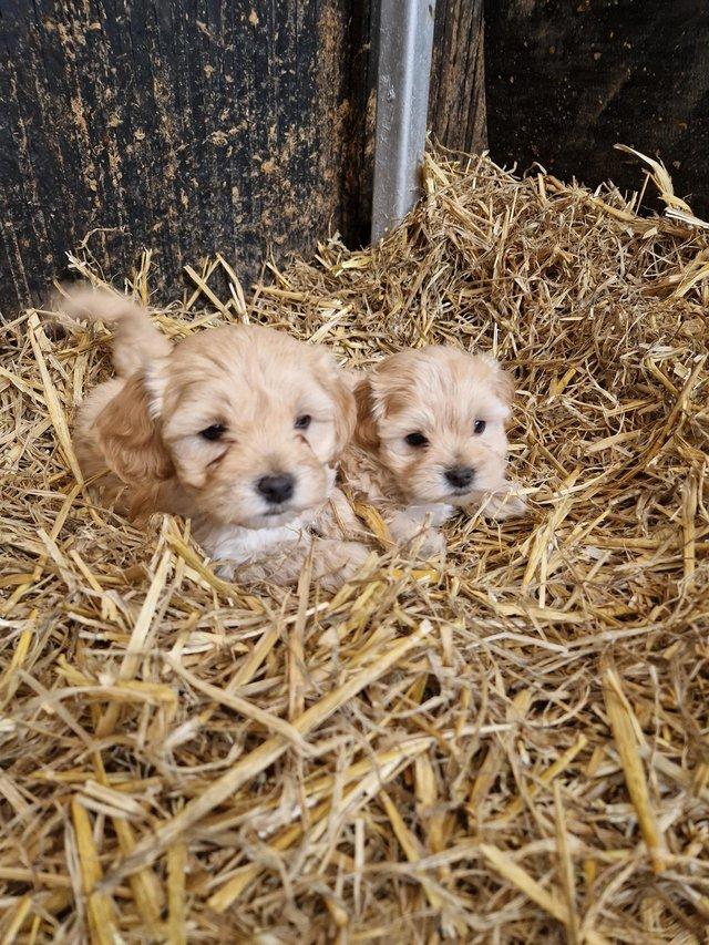 Preview of the first image of ** available now ***Maltipoo puppies.