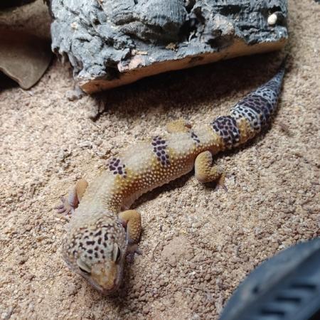 Image 2 of Male leopard gecko + full setup