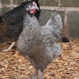 Preview of the first image of Bluebelle Hybrid Hens at point of lay.