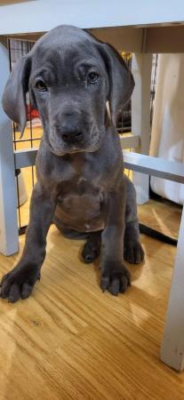 Image 18 of Adorable KC Blue Great Dane puppies READY NOW!!