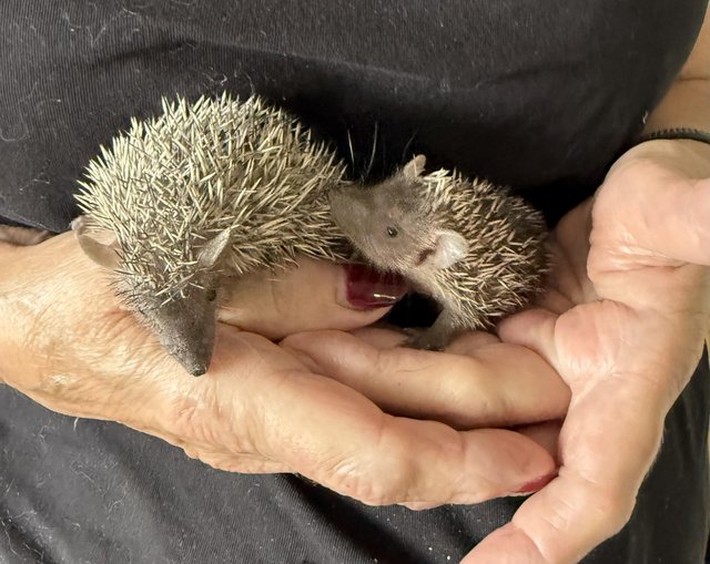 Beautiful Lesser Hedgehog Tenrecs for sale — photo 4 of 4