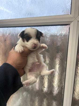 Image 11 of Very meautiful mini Biewer puppies for sale