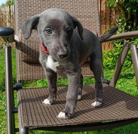Image 10 of Gorgeous Whippet Puppies For Sale