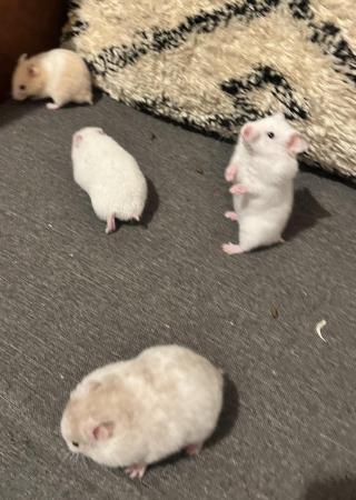 Image 2 of Syrian hamsters - short and long haired