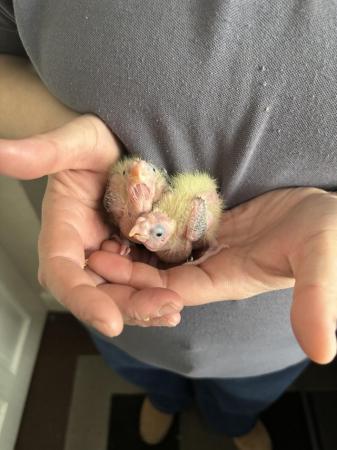 Image 3 of Hand reared cockatiels for sale, ready to leave soon