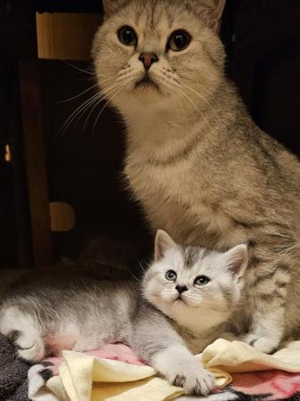 Image 6 of Beautiful full pedigree kittens READY NOW