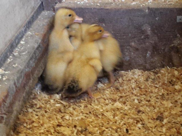 Preview of the first image of Silver Appleyard ducklings from day old.