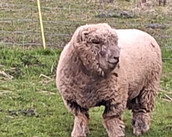 Image 1 of Traditional type Southdown ewes