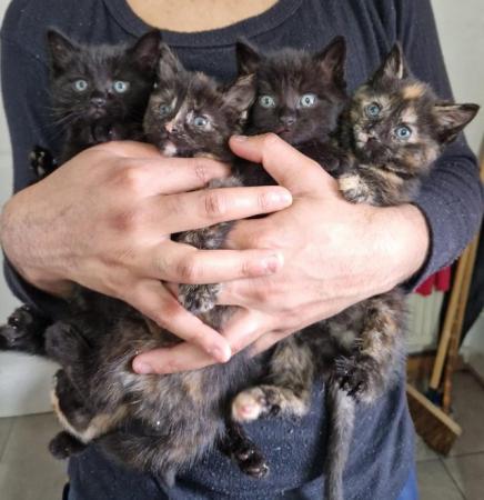 Image 3 of 9 weeks old kittens - 2 black males, 2 tortoiseshell females