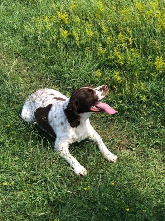 Image 1 of 5 year old springer spaniel male