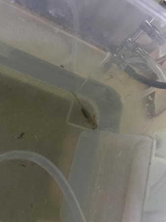 Image 5 of Baby Axolotls’s 3 available