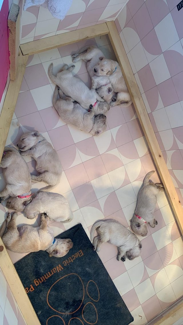 Preview of the first image of Golden retriever puppies.
