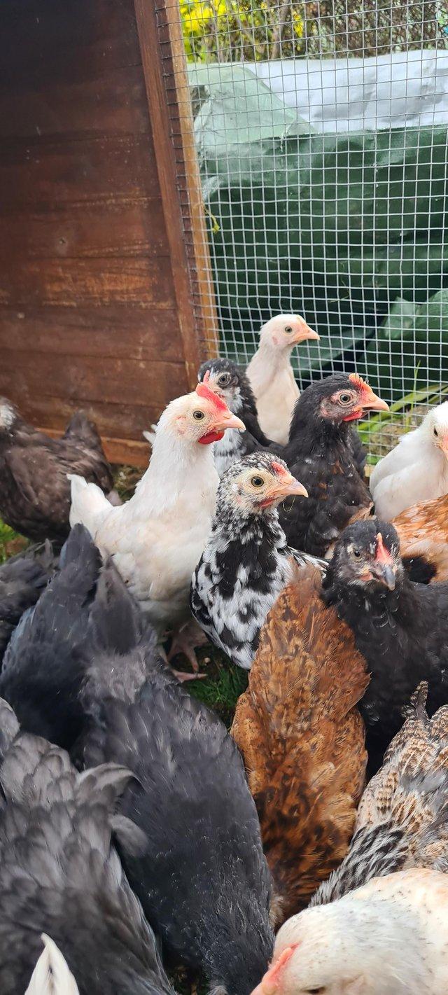 Preview of the first image of Pekin bantam X chickens available.