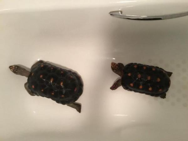 Image 7 of 2 male redfoot tortoises for sale